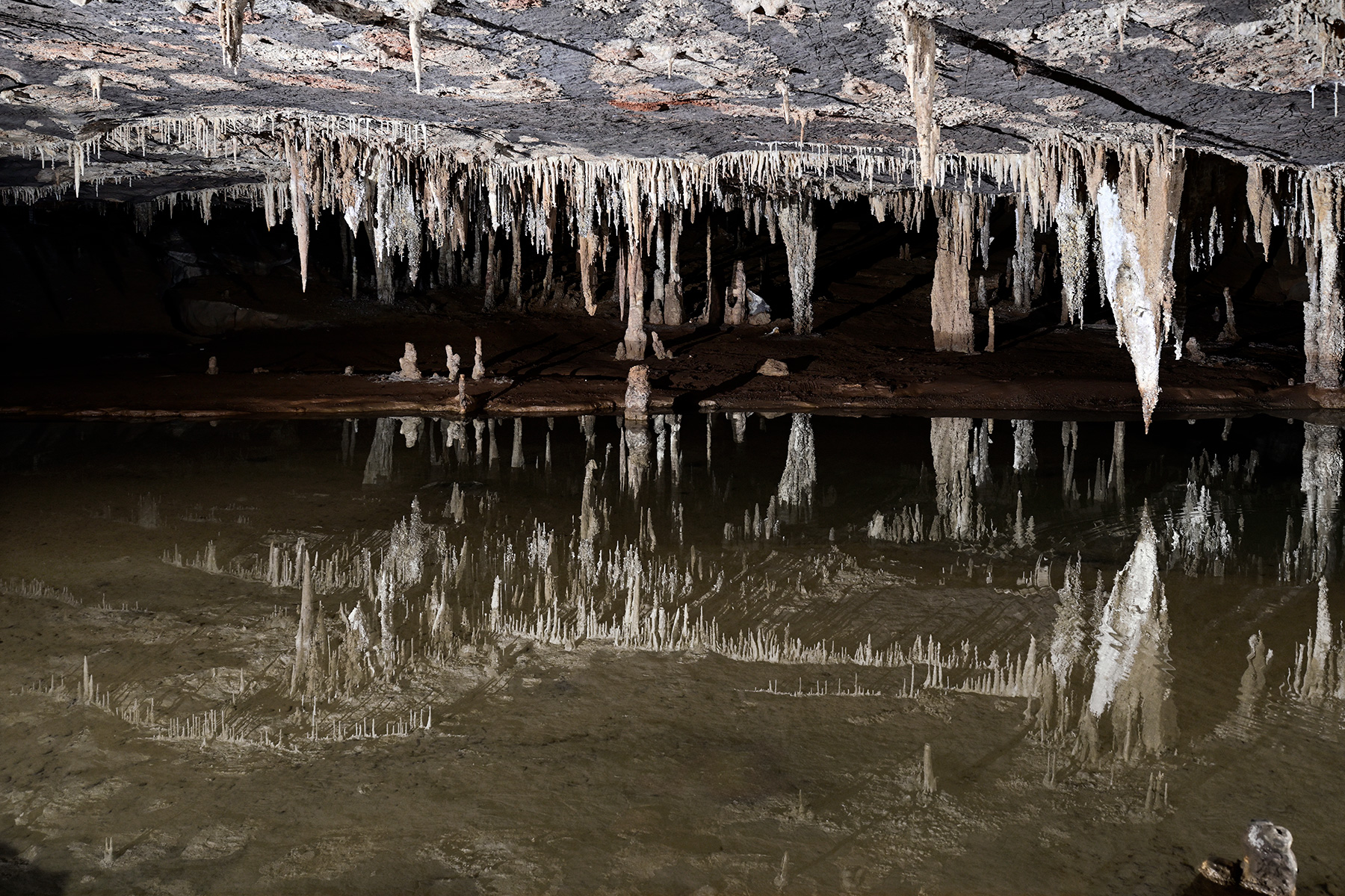 Caverna Angelica (Terra Ronca, Goias) - Plafond  garni de stalactites se reflétant dans une vasque d'eau